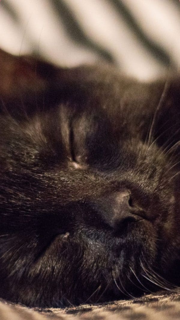 Black Cat Wallpaper For iPhone - I Photograph Black Shelter Cats