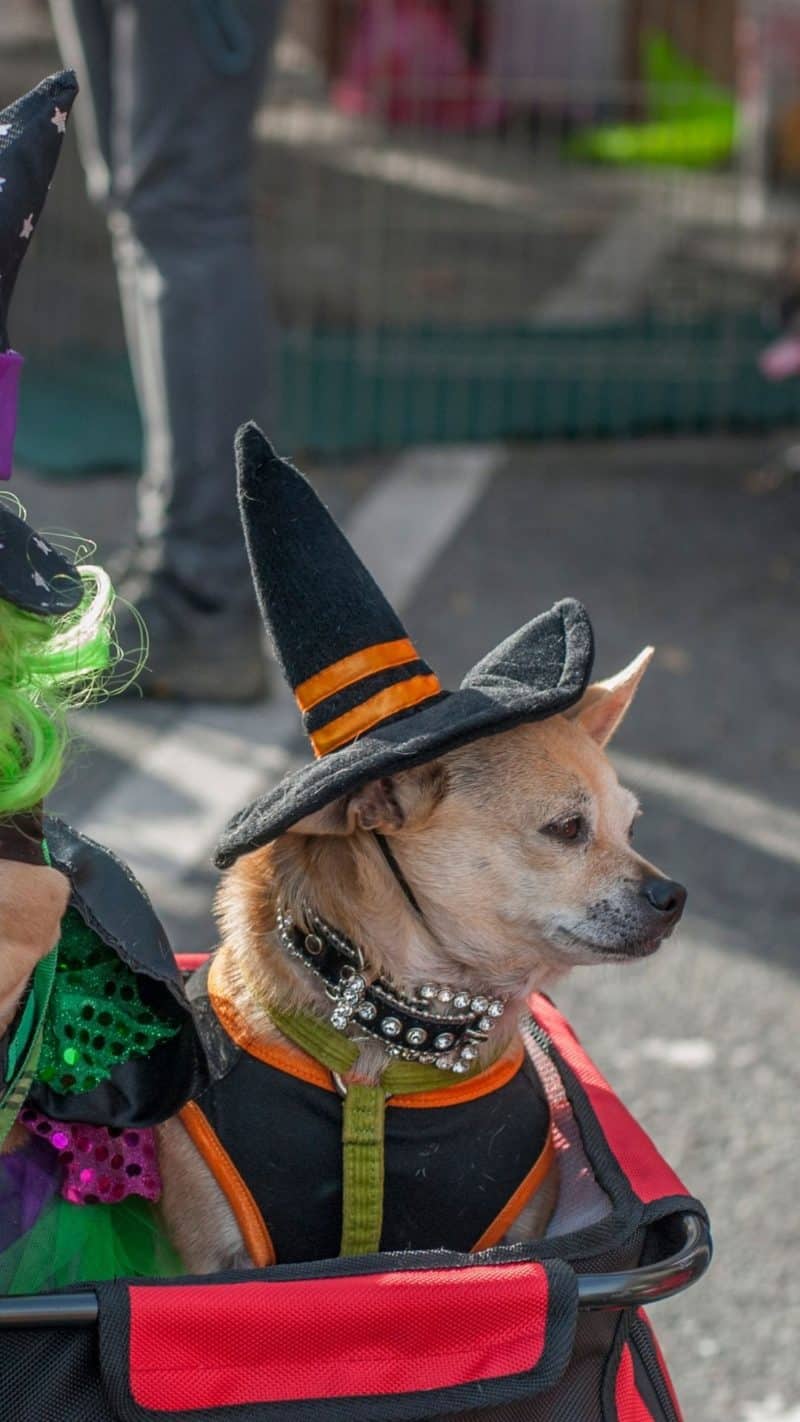 Best Chihuahua Halloween Costumes DIY Ideas, Cute & Funny Wallpaper