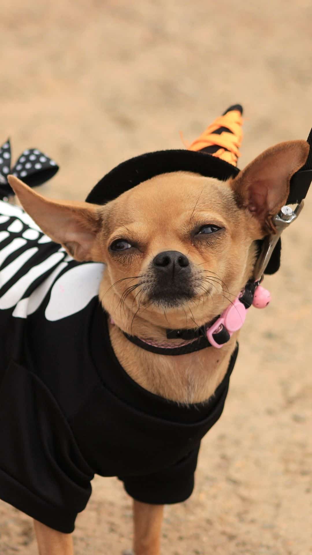 Chihuahua costumes outlet