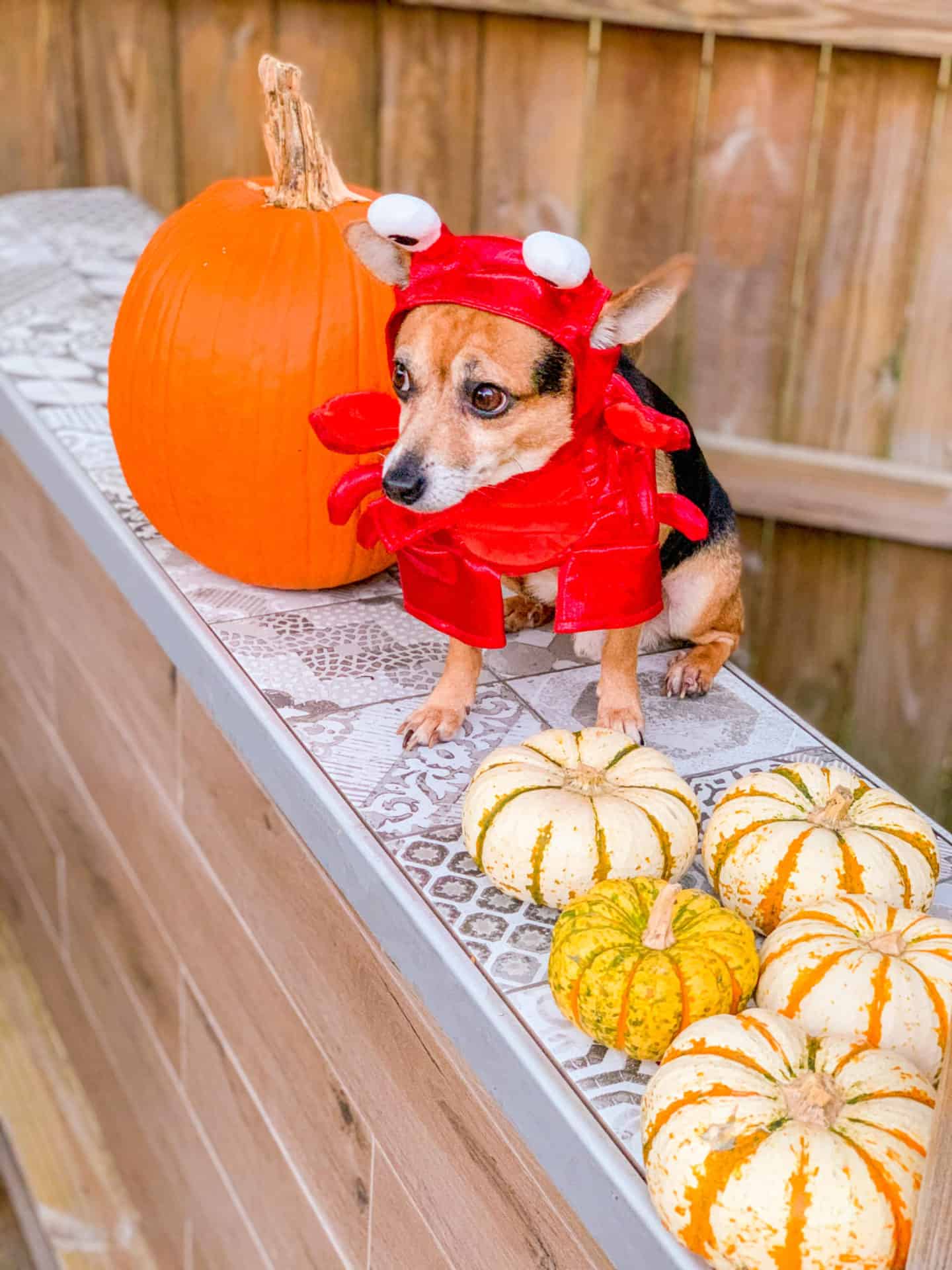 Chihuahuas in outlet costumes